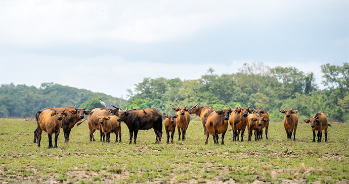 Forest Buffalo Herd Gabon by mbrand85 Shutterstock