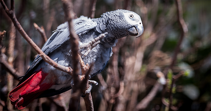 African Grey Parrot Gabon by PicksArt Shutterstock