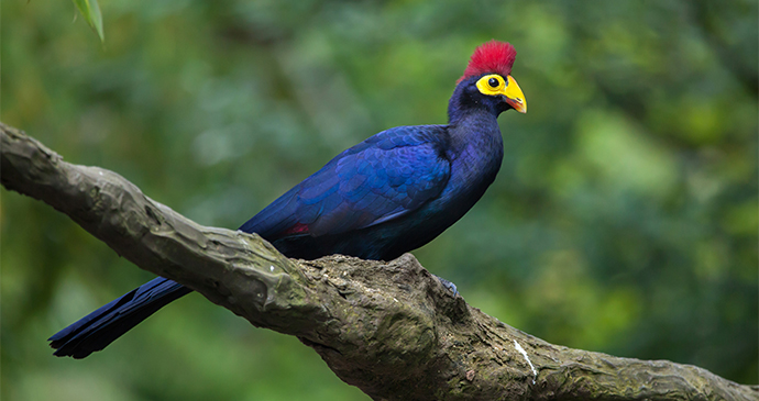 Lady Ross's Turaco Gabon by Valdimir Wrangel Shutterstock