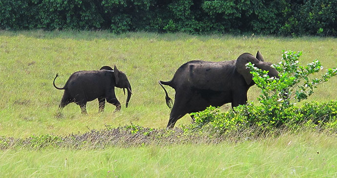 Elephants Loango National Park Gabon by Kurt Dundy Wikimedia Commons