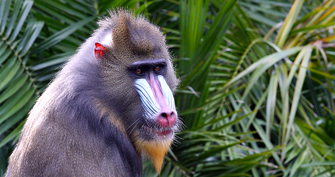 Mandrill Lopé National Park Gabon by Cloudia Spinner