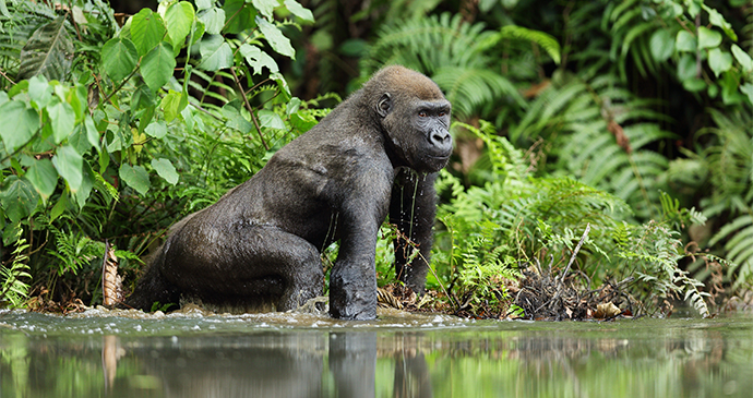 Western Lowland Gorilla by Michal Jirous Shutterstock