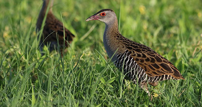 African crake, Botswana by Derek Keats, Wikimedia Commons