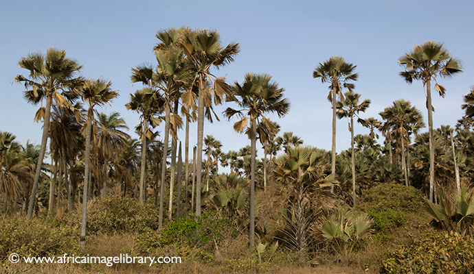 Bijilo Forest Park, The Gambia by Ariadne Van Zandbergen