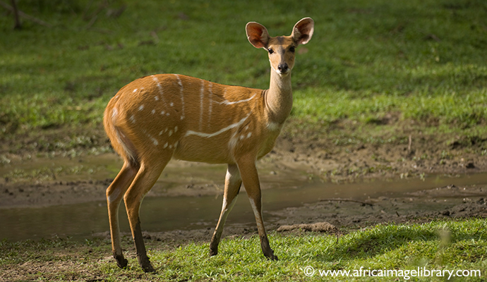 Bushbuck, Abuko Nature Reserve, the Gambia by Ariadne Van Zandbergen