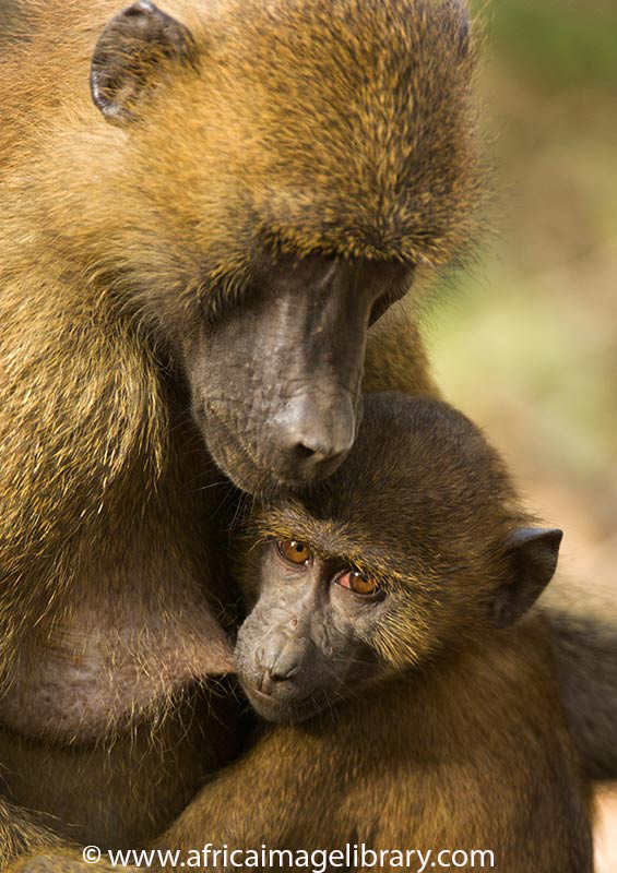 Guinea baboon, Makasutu, The Gambia by Ariadne Van Zandbergen, www.africaimagelibrary.com