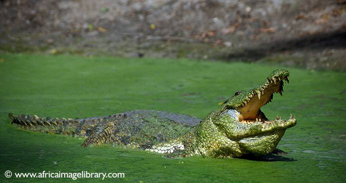Kachikally Crocodile Pool, Bakau, The Gambia by Ariadne Van Zandbergen