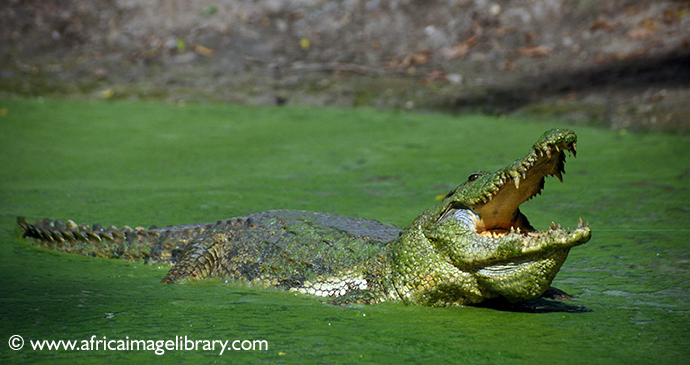 Nile Crocodile, Katchikally Crocodile Pool, The Gambia by Ariadne Van Zandbergen, www.africaimagelibrary.com