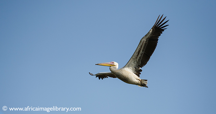 Pink-backed pelican, The Gambia by Ariadne Van Zandbergen