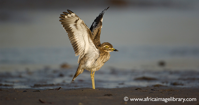 Senegal thick-knee, Kotu, The Gambia by Ariadne Van Zandbergen