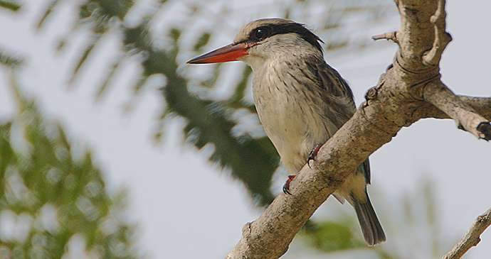 Striped kingfisher, Brufut Woods, The Gambia by Steve Garvie, Wikimedia Commons