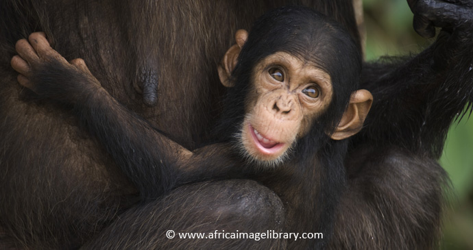 Baby chimpanzee by Ariadne Van Zandbergen, www.africaimagelibrary.com