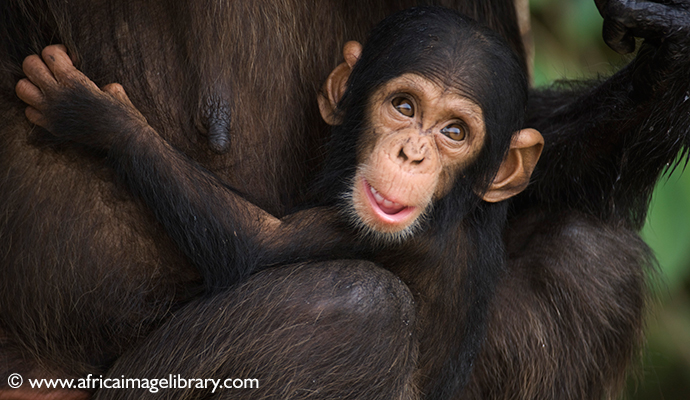 Chimpanzee Rehabilitation Project, River Gambia National Park, The Gambia by Ariadne Van Zandbergen