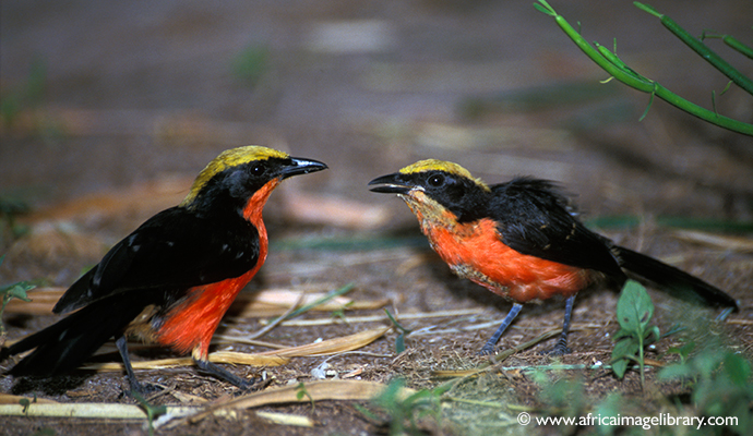 yellow-crowned gonolek, The Gambia by Ariadne Van Zandbergen