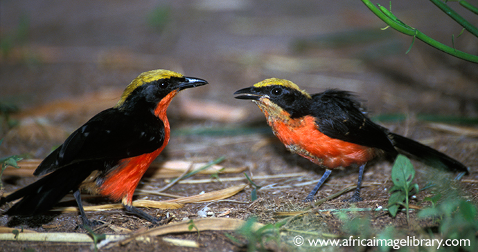 yellow-crowned gonolek, The Gambia by Ariadne Van Zandbergen