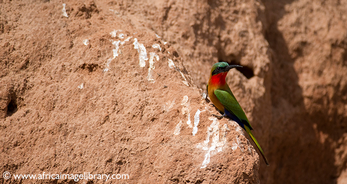 Rainbow bee eater The Gambia by Ariadne Van Zandbergen