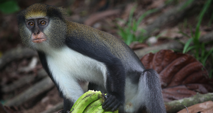 Monkey Tai National Park Ivory Coast by Alex Sebley