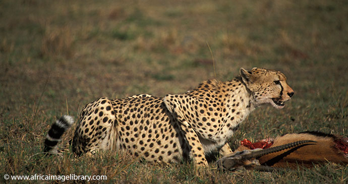 Cheetah Maasai Mara Kenya by Ariadne Van Zandbergen