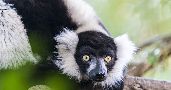 Black-and-white ruffed lemur in Madagascar 