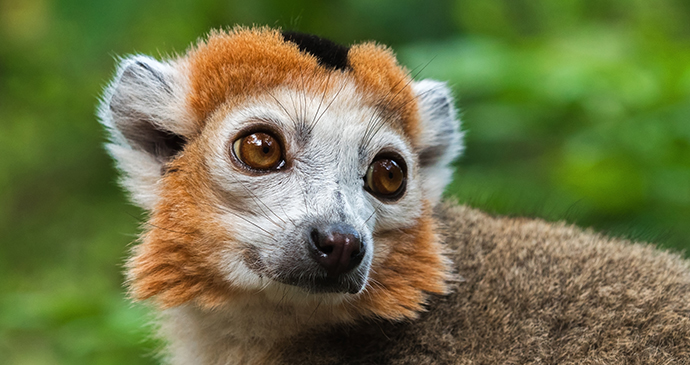 Crowned lemur, Madagascar © Natalia Paklina, Shutterstock