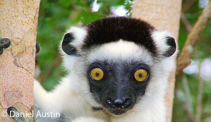 Verreaux's sifaka in Madagascar by Daniel Austin