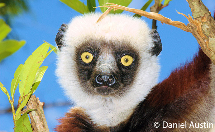 Coquerel's sifaka, Madagascar © Daniel Austin lemur