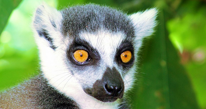 Ring-tailed lemur, Madagascar by Daniel Austin