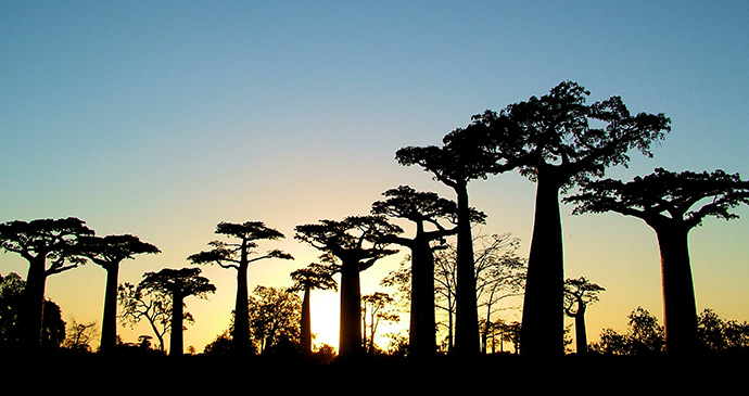 baobab, Madagascar by Madagascar Tourism