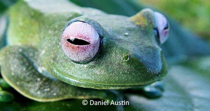 Boophis frog Madagascar by Daniel Austin