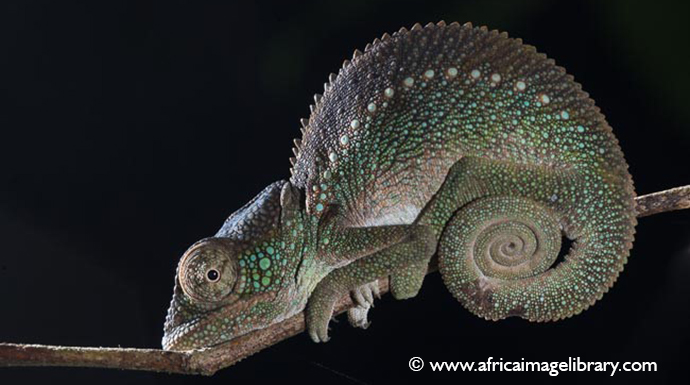 Outstalet's chameleon Madagascar by Ariadne Van Zandbergen