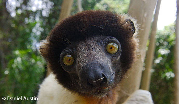 Crowned sifaka Madagascar by Daniel Austin