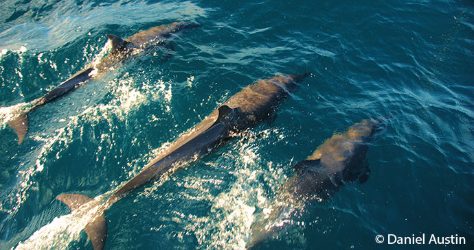 Dolphins Nosy Be Madagascar by Daniel Austin