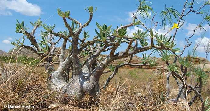 Pachypodium tree Madagascar Daniel Austin