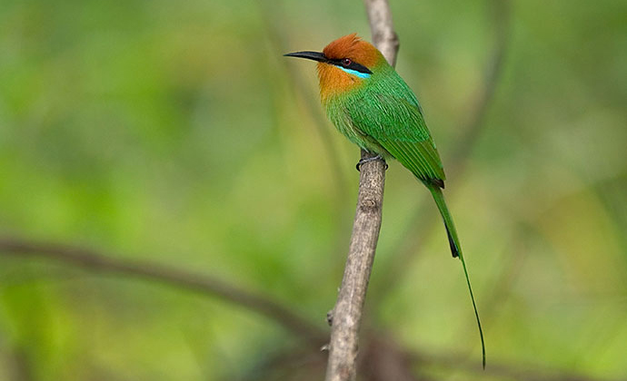 Boehm’s bee-eater, birdwatching, Malawi by Dana Allen, Central African Wilderness Safaris
