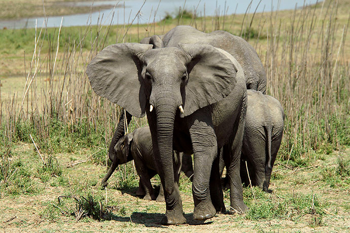 Elephants Malawi pigmy, Shutterstock