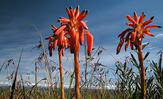 Flora Nyika National Park Malawi by Malawi Tourism
