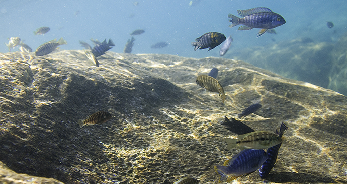 Lake Malawi Malawi by Robin Pope Safaris
