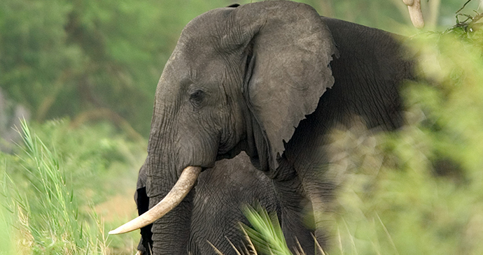 Liwonde National Park, Malawi by Dana Allen, Central African Wilderness Safaris