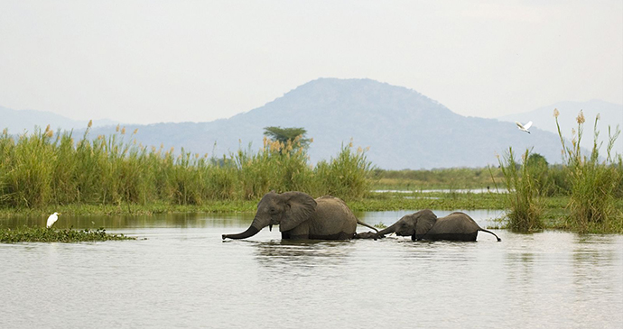 Liwonde National Park, Malawi by Dana Allen, Central African Wilderness Safaris