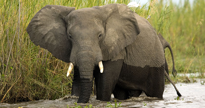 Elephants Liwonde National Park Dana Allen, Central African Wilderness Safaris