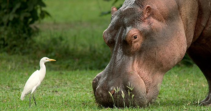 Liwonde National Park, Malawi by Dana Allen, Central African Wilderness Safaris