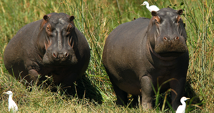 Liwonde National Park, Malawi by Dana Allen, Central African Wilderness Safaris