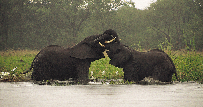 Liwonde National Park Malawi by Dana Allen Central African Wilderness Safaris