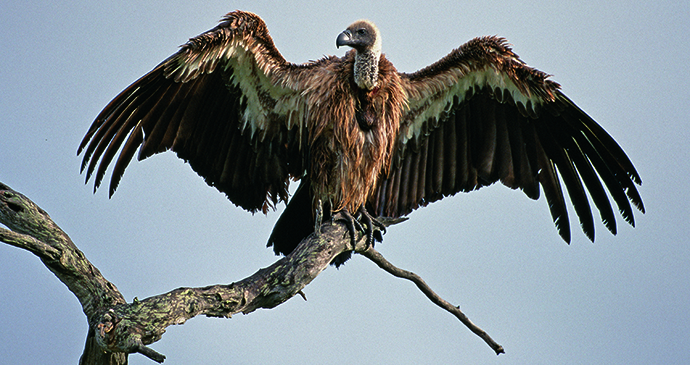 Majete Wildlife Reserve, Malawi by African Parks Majete