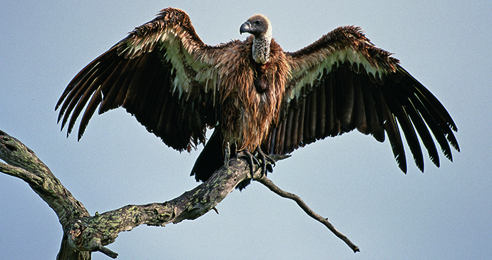 Vulture, Majete Wildlife Reserve, Malawi by African Parks Majete
