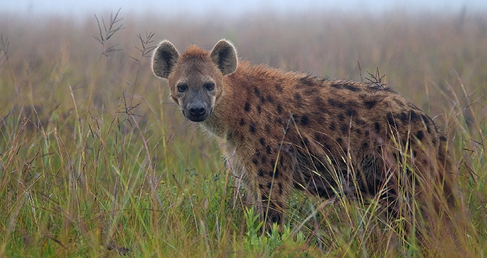 Liwonde National Park, Malawi by Dana Allen, Central African Wilderness Safaris