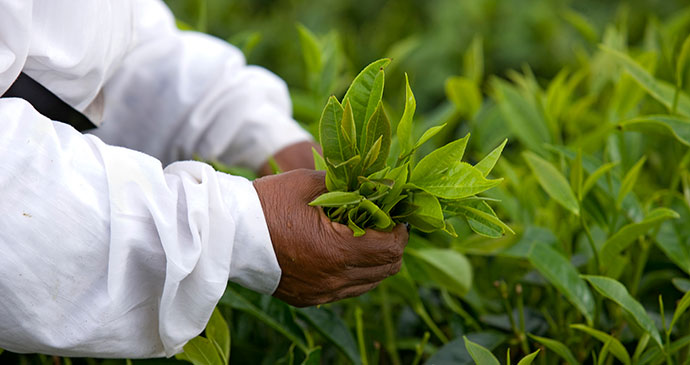 Bois Cheri Tea Estate Mauritius by Mauritius Tourism Promotion Authority