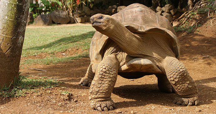 Giant Tortoise Reserve Mauritius by Catalinka Shutterstock