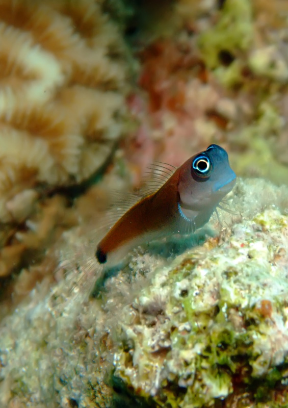 Aron’s blenny, Mozambique © Cigdem Sean Cooper, Shutterstock Aron’s blenny, Mozambique by Cigdem Sean Cooper, Shutterstock