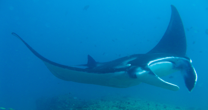 A manta ray in the waters off Mozambique by Kim Briers, Shutterstock